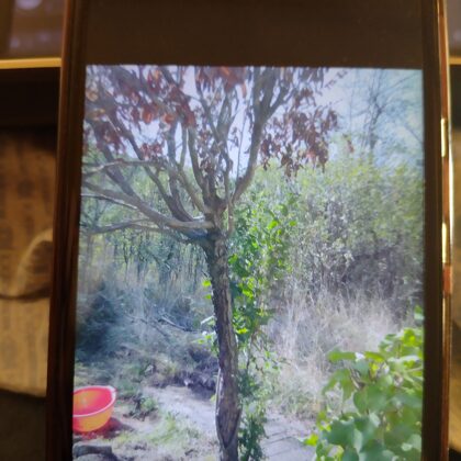 ул. "Първа" 73, препарирана та мушмула, окт 2021 г