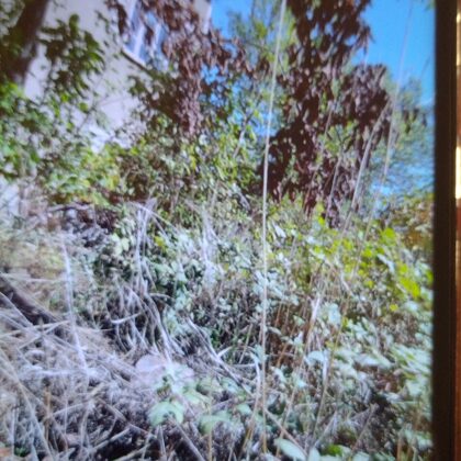 ул. "Първа" 73, окт 2021, препарирана изсъхнала мушмула 