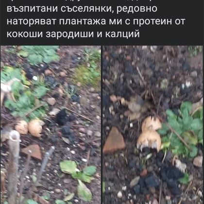 Двора ни на ул. "Първа" 59 в с Драганица